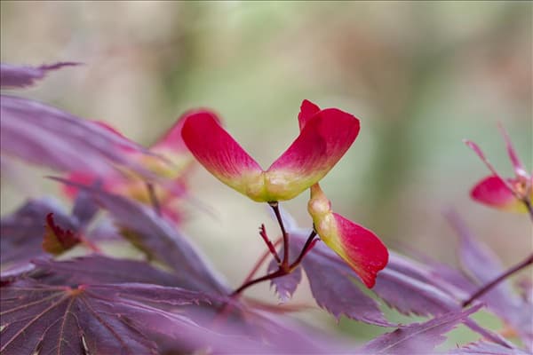 Acer palmatum 'Trompenburg'