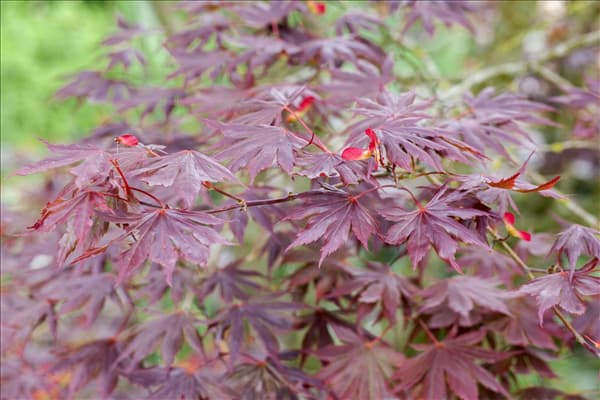 Acer palmatum 'Trompenburg'