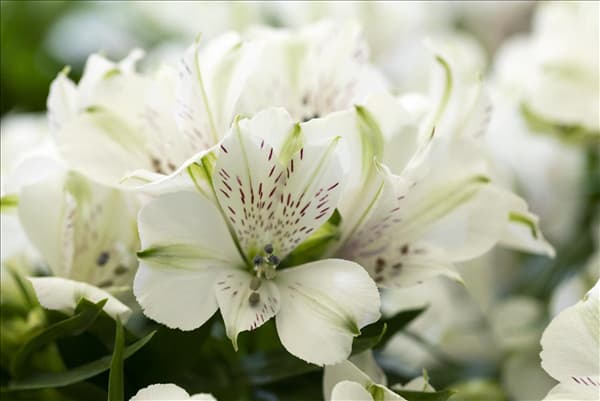 Alstroemeria