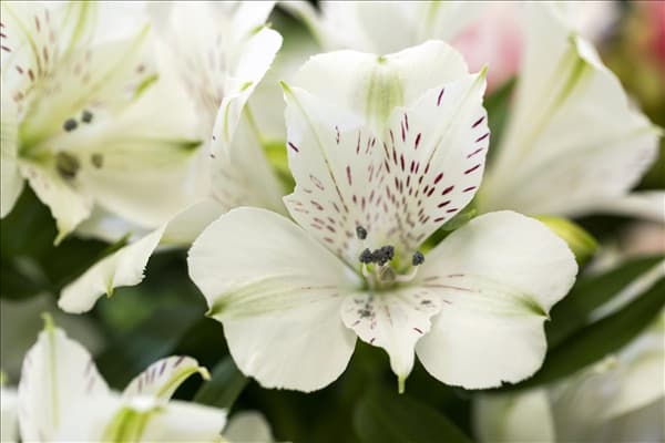 Alstroemeria