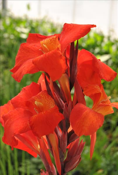 Canna indica 'Endeavour'
