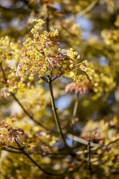 Acer platanoides 'Globosum'