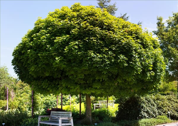Acer platanoides 'Globosum'