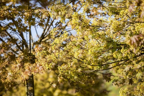 Acer platanoides 'Globosum'