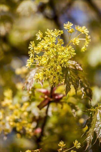 Acer platanoides 'Globosum'