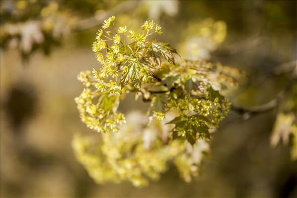 Acer platanoides 'Globosum'