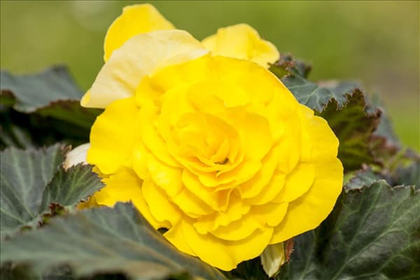 Begonia x tuberhybrida 'Non-Stop® Yellow'