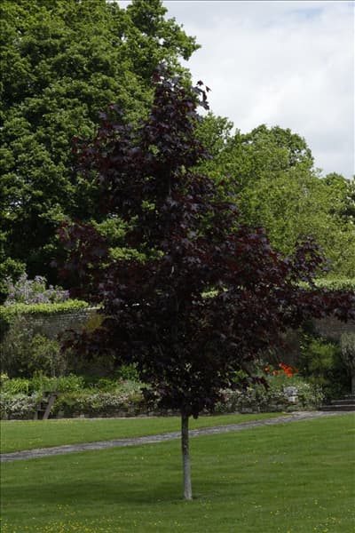 Acer platanoides 'Crimson King'