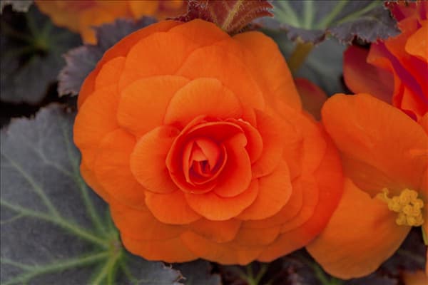 Begonia x tuberhybrida Primary 'Orange'
