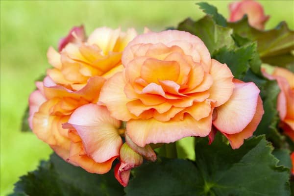 Begonia x tuberhybrida