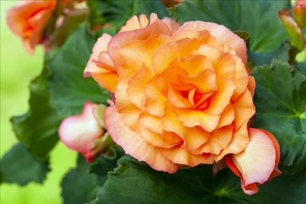 Begonia x tuberhybrida