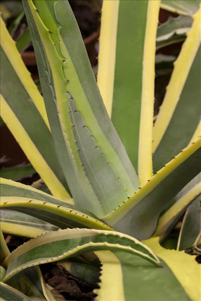 Agave americana