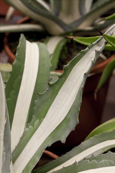 Agave americana
