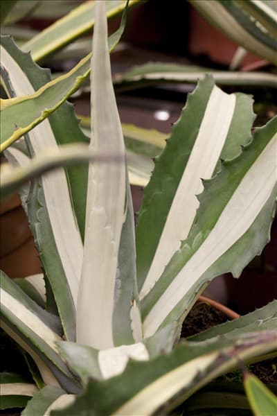 Agave americana