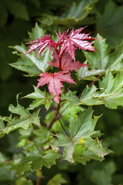 Acer platanoides 'Crimson Sentry'