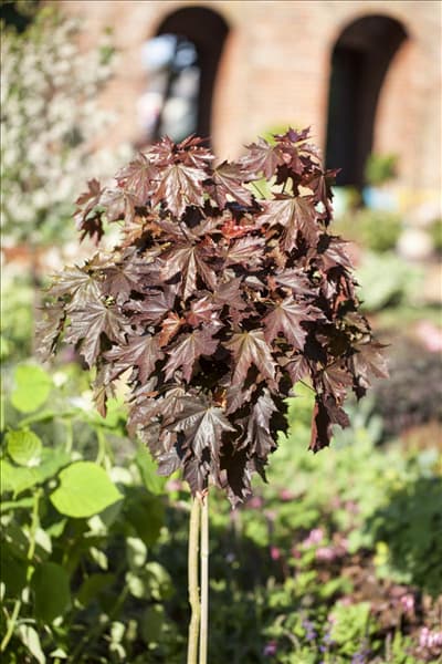 Acer platanoides 'Crimson Sentry'