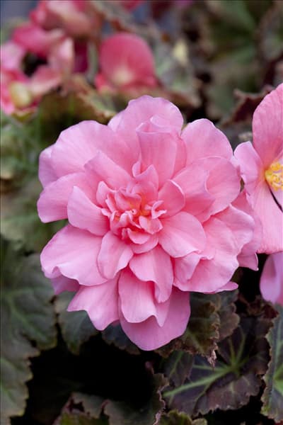 Begonia x tuberhybrida Non-Stop® Mocca 'Pink'