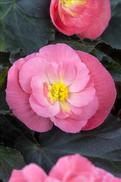Begonia x tuberhybrida