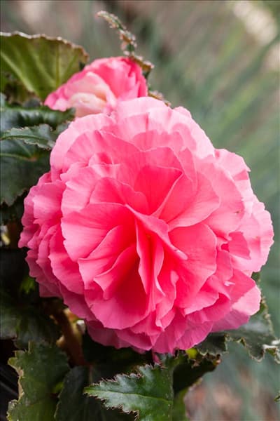 Begonia x tuberhybrida