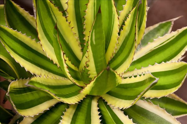 Agave lophantha
