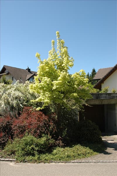 Acer platanoides 'Drummondii'