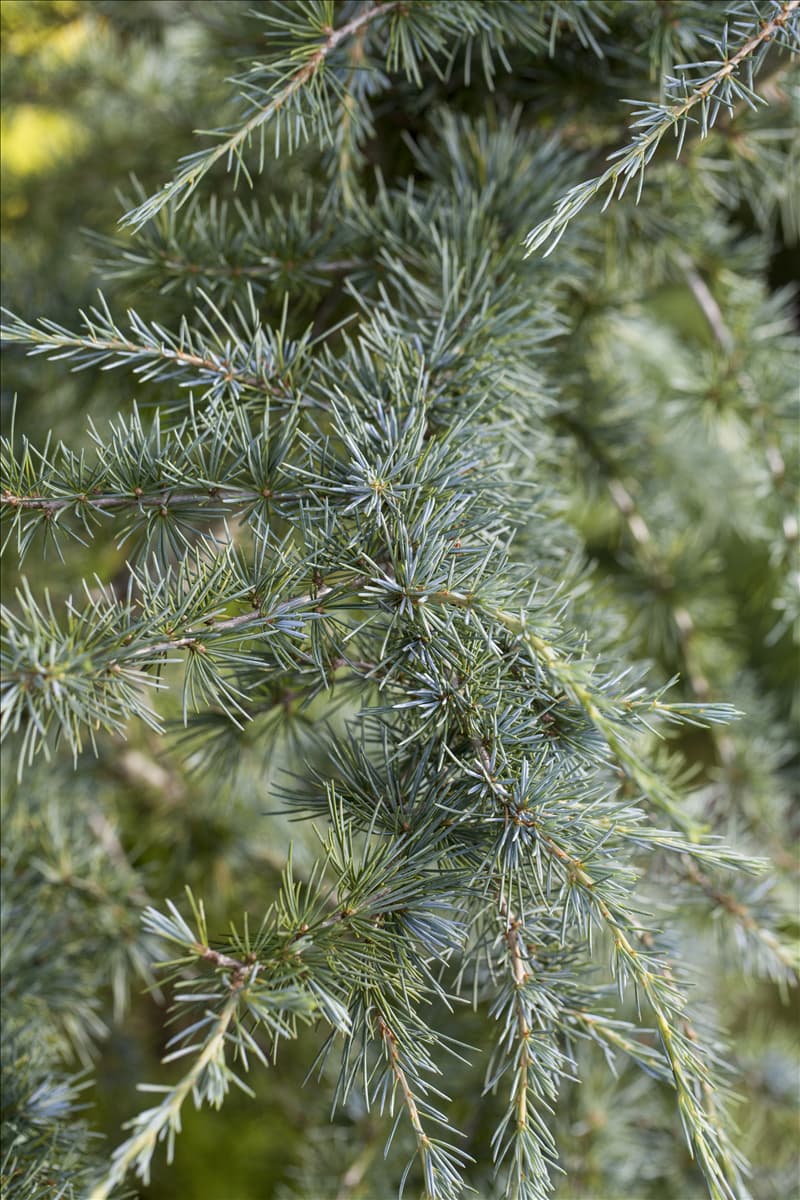 Cedrus deodara