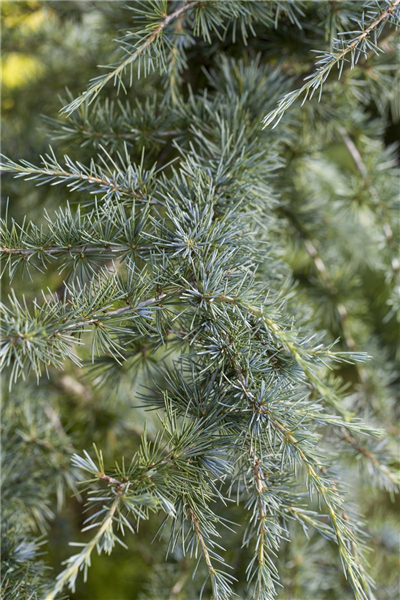 Cedrus deodara