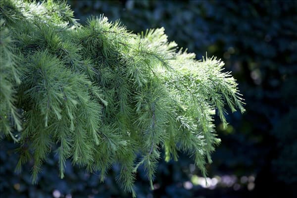 Cedrus deodara