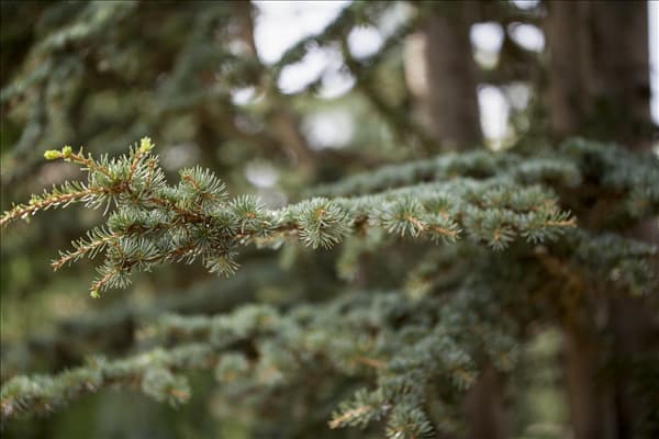 Cedrus deodara