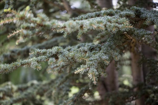 Cedrus deodara