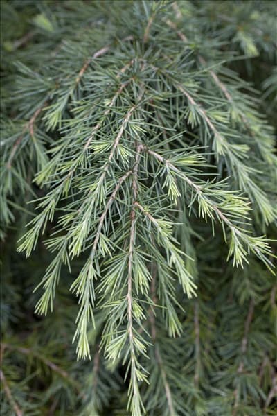 Cedrus deodara