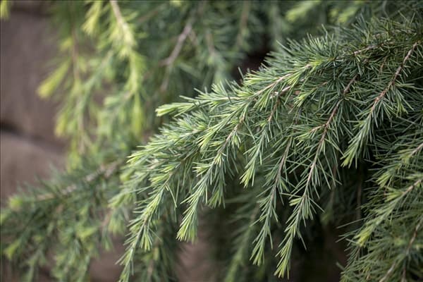 Cedrus deodara