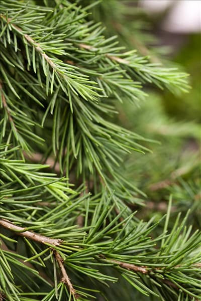 Cedrus deodara