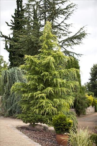 Cedrus deodara