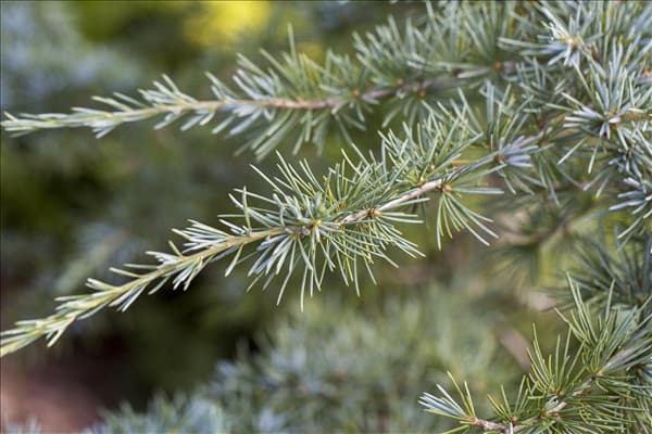 Cedrus deodara