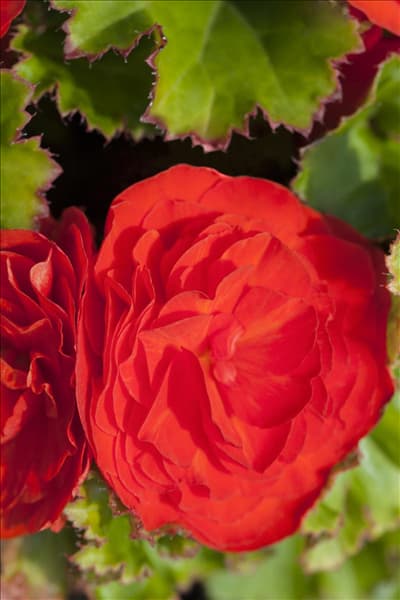Begonia x tuberhybrida