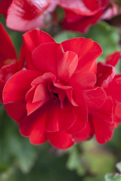 Begonia x tuberhybrida