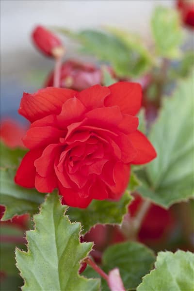 Begonia 'Illumination'®