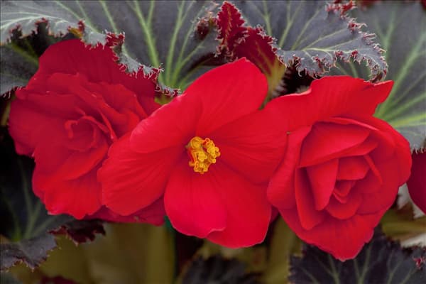 Begonia x tuberhybrida