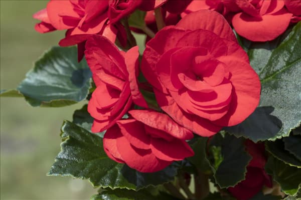 Begonia x tuberhybrida