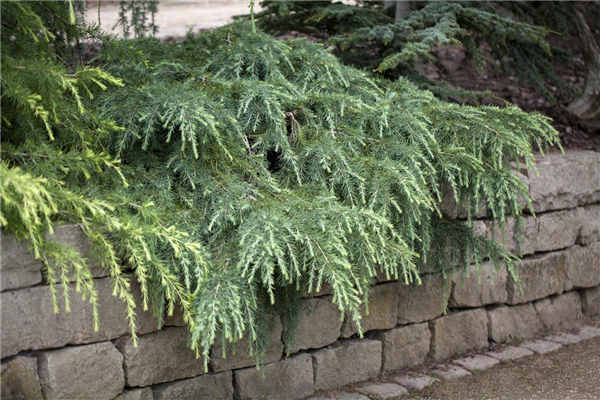 Cedrus deodara 'Feelin´ Blue'