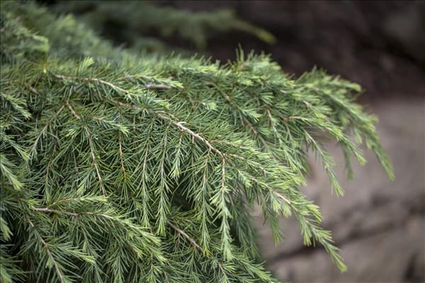 Cedrus deodara 'Feelin´ Blue'