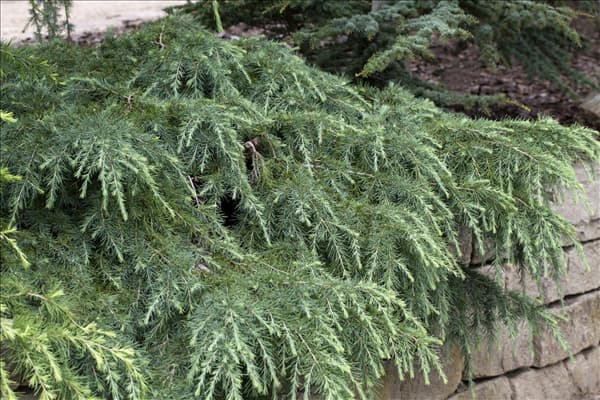 Cedrus deodara
