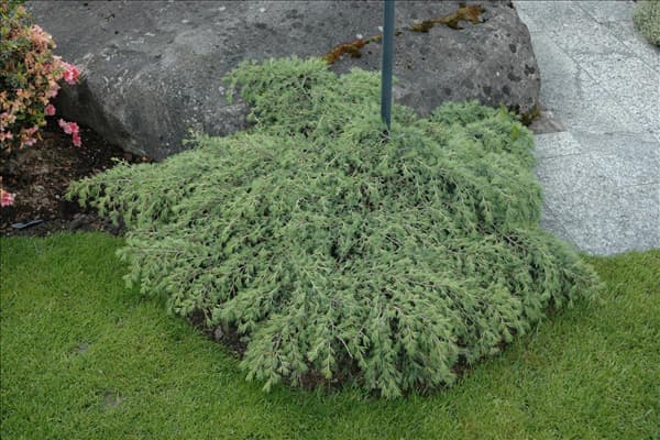 Cedrus deodara 'Feelin´ Blue'