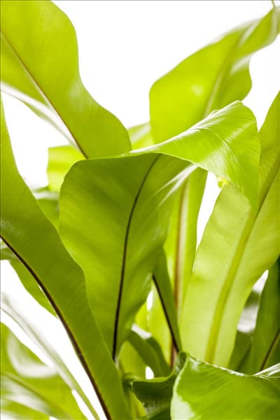 Asplenium nidus