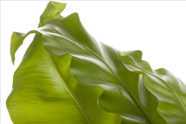 Asplenium nidus