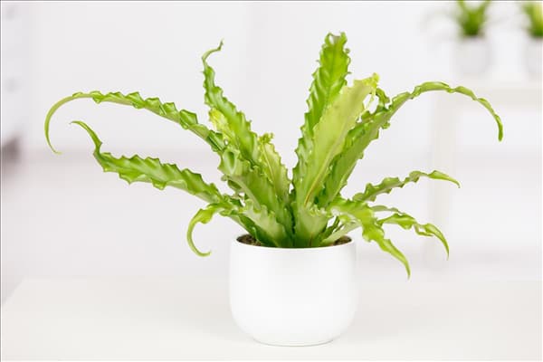 Asplenium nidus