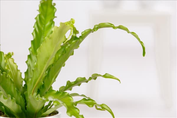 Asplenium nidus