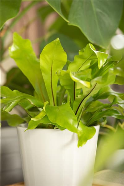 Asplenium nidus