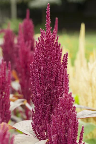 Amaranthus caudatus